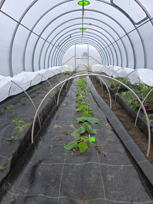 Оранжерия с поликарбонат 3х8