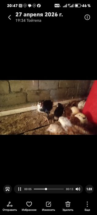 Товук хуроз лар сотилади хаммаси тухумда