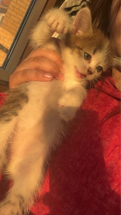 Котята два месяц