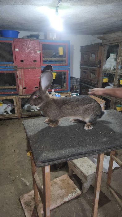 Iepuri Uriaș German maturi si pui disponibili