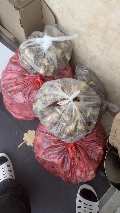 Луковицы тюльпанов 80 см