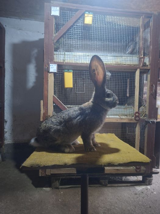 Mascul  uriaș german