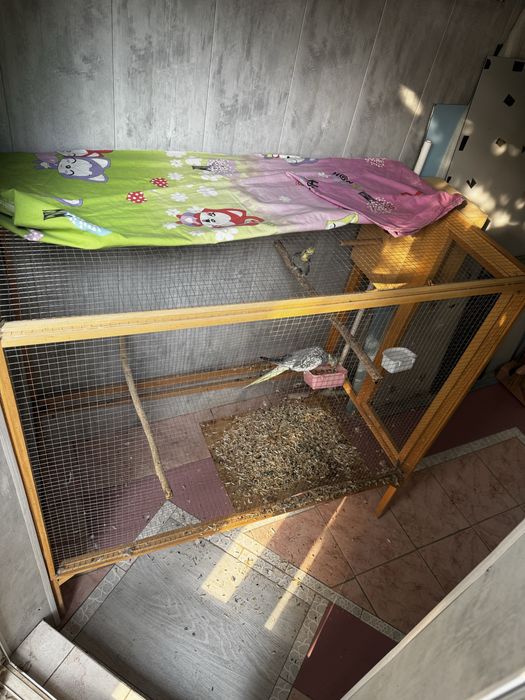 попугай корелла с вольерам прадаётса