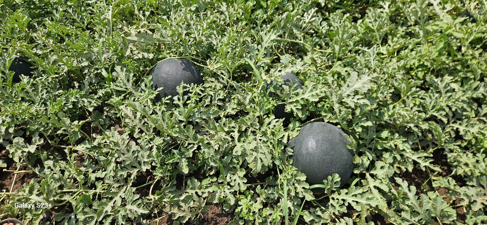 Legume fructe  .