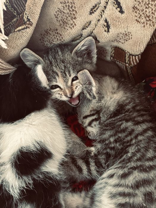 Отдам котенков бесплатно