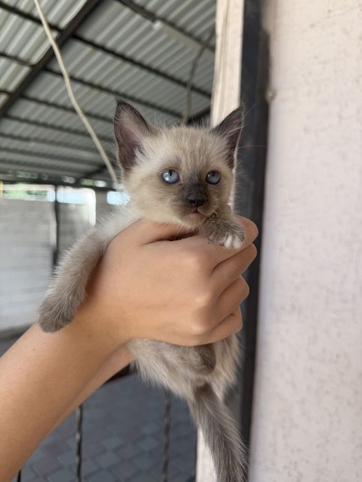 Котенок мальчик.
