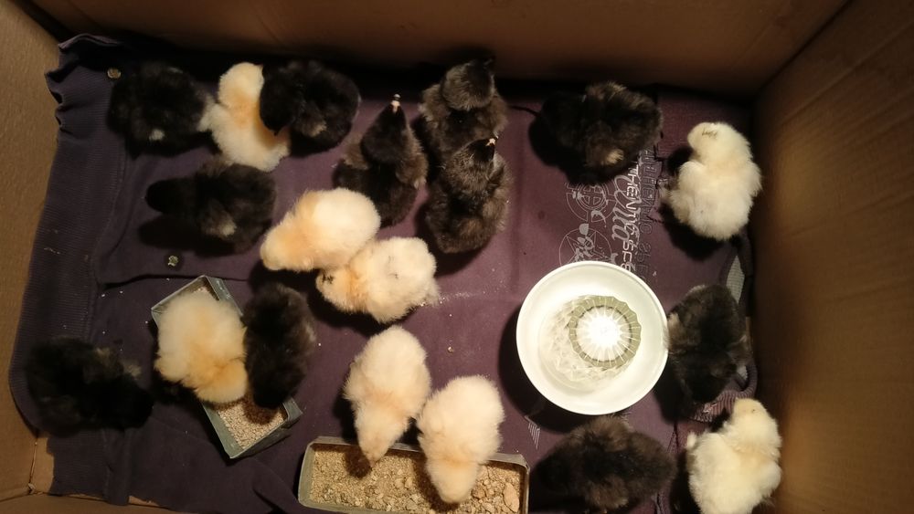 Продам цыплят брама