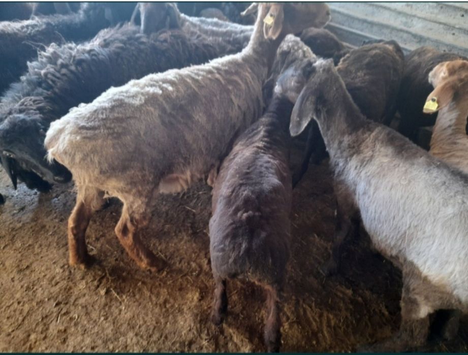 Кои токты бар багылган