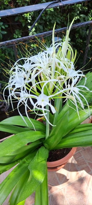 Crin peruvian/ crin paianjen/ Hymenocallis