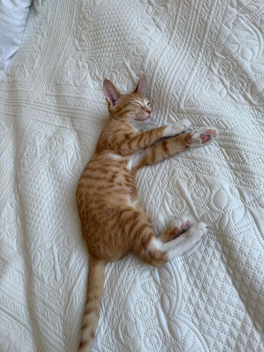 Котеноу мальчик,рыжик