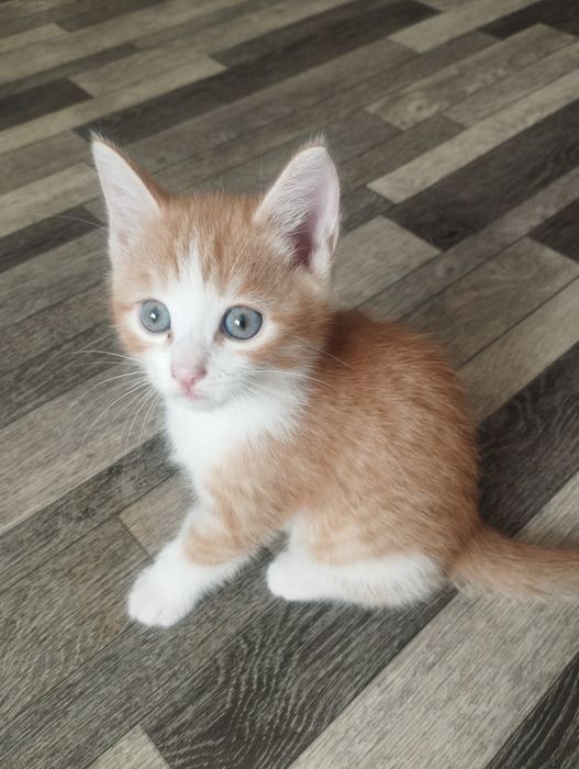 Ласковые котята ищут дом