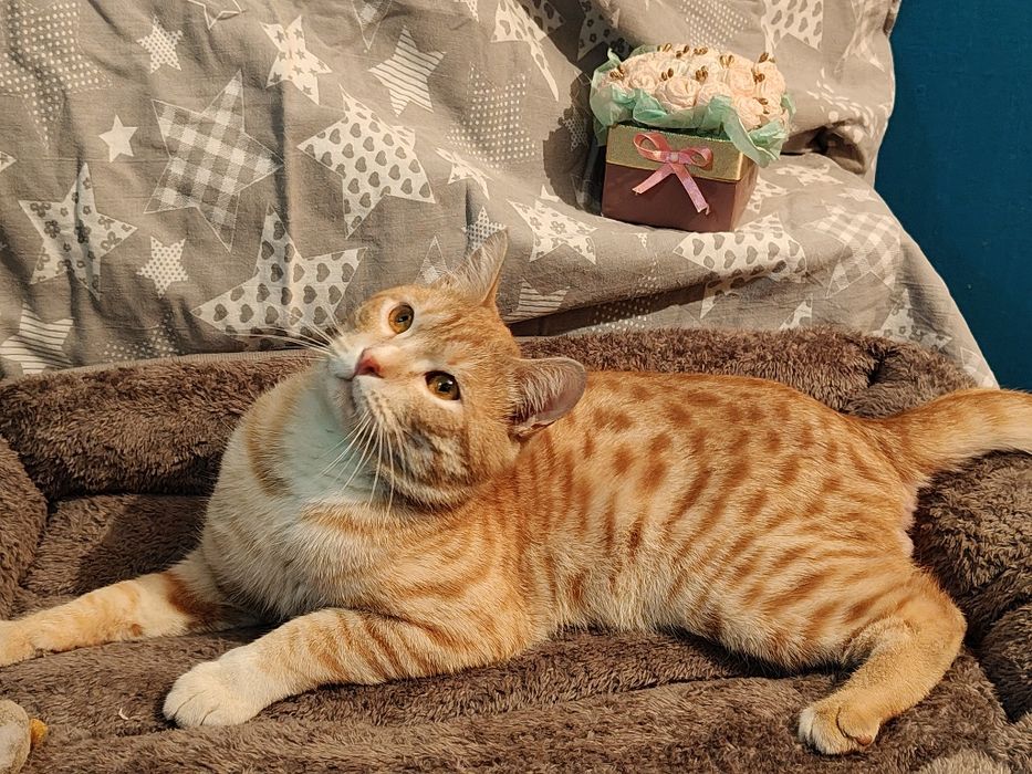 Отдам кота в добрые руки