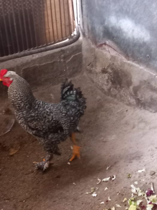 Cocos și găină frumoase