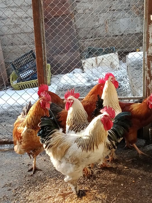Продам породистых петушков