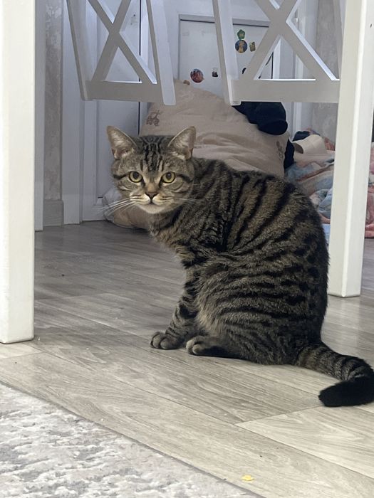 Отдам кота в добрые руки