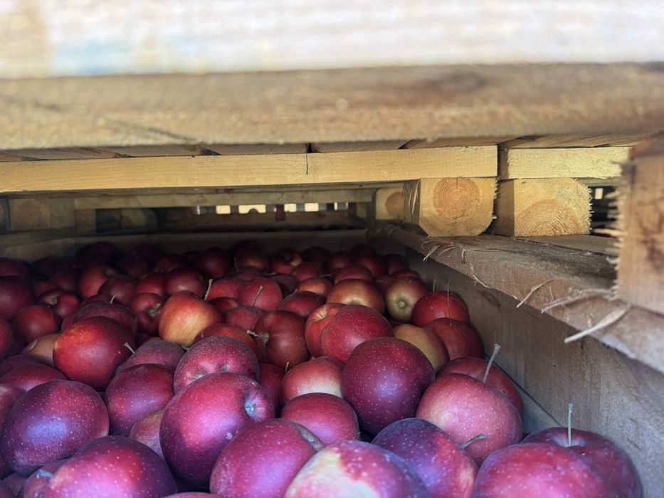 Vand mere Golden,Idared,Red prince