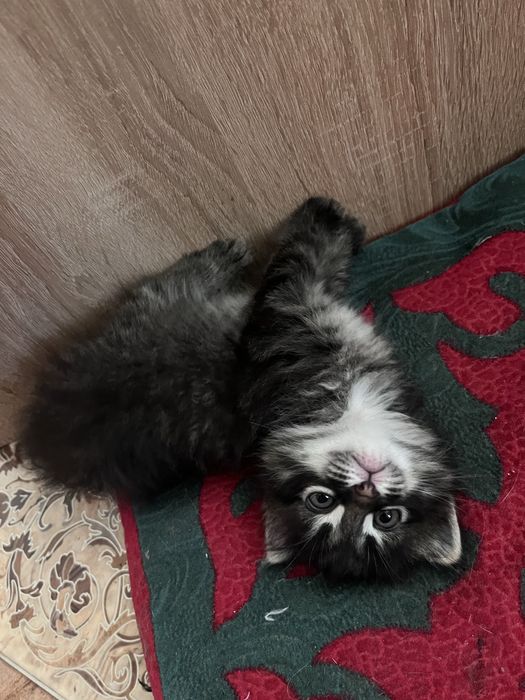 Отдам котят в добрые руки СРОЧНО