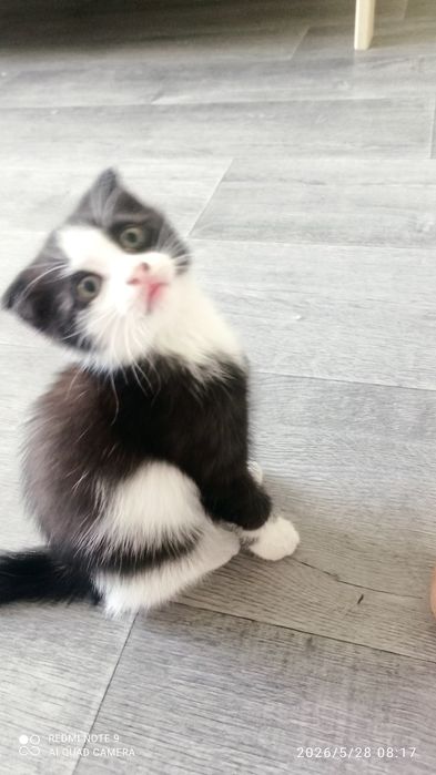 Домашние котята мальчик и девочка