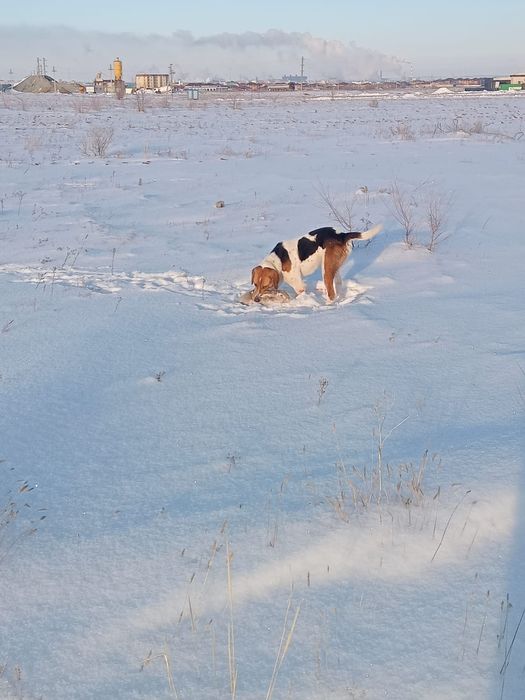 Продам Англо-русскую пегий гончию.
Продам  цена