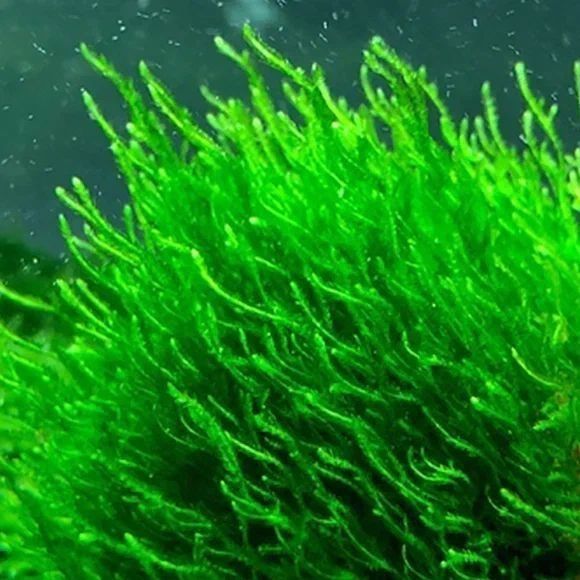 Продам мох Пламя