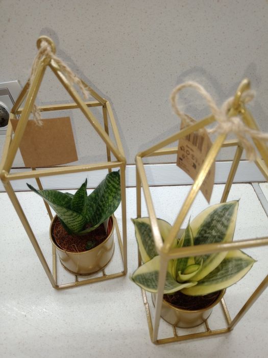 Зелени живи  растения в кашпи