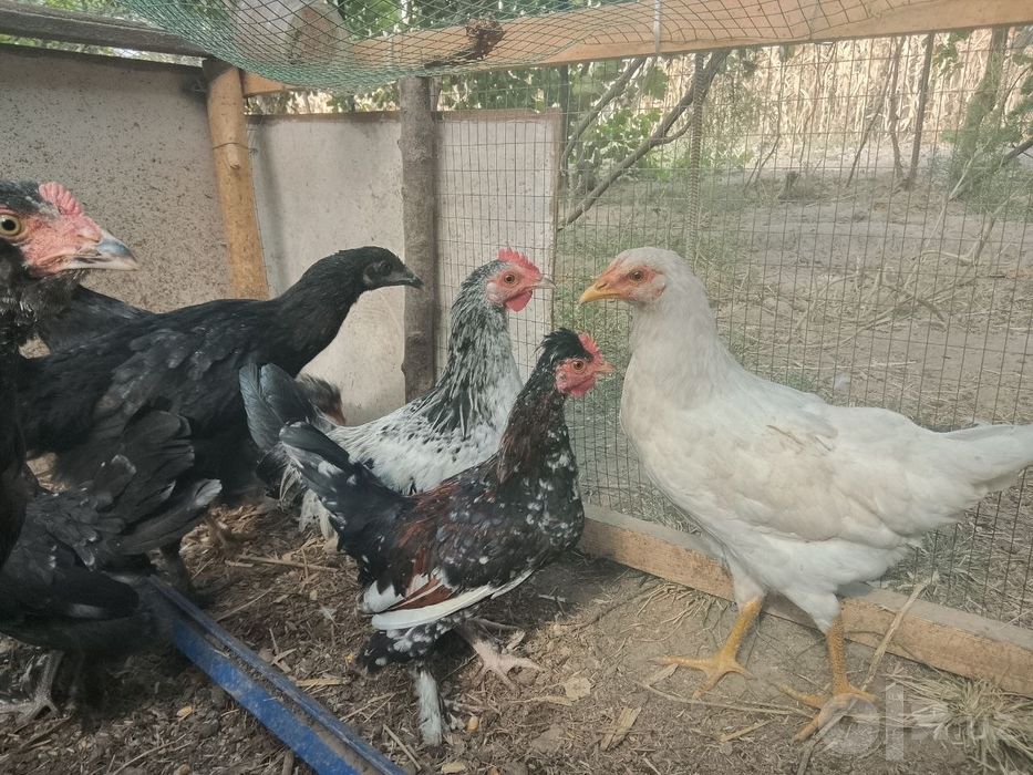 Brama,qora shag'zoda, yapon jo'jalar