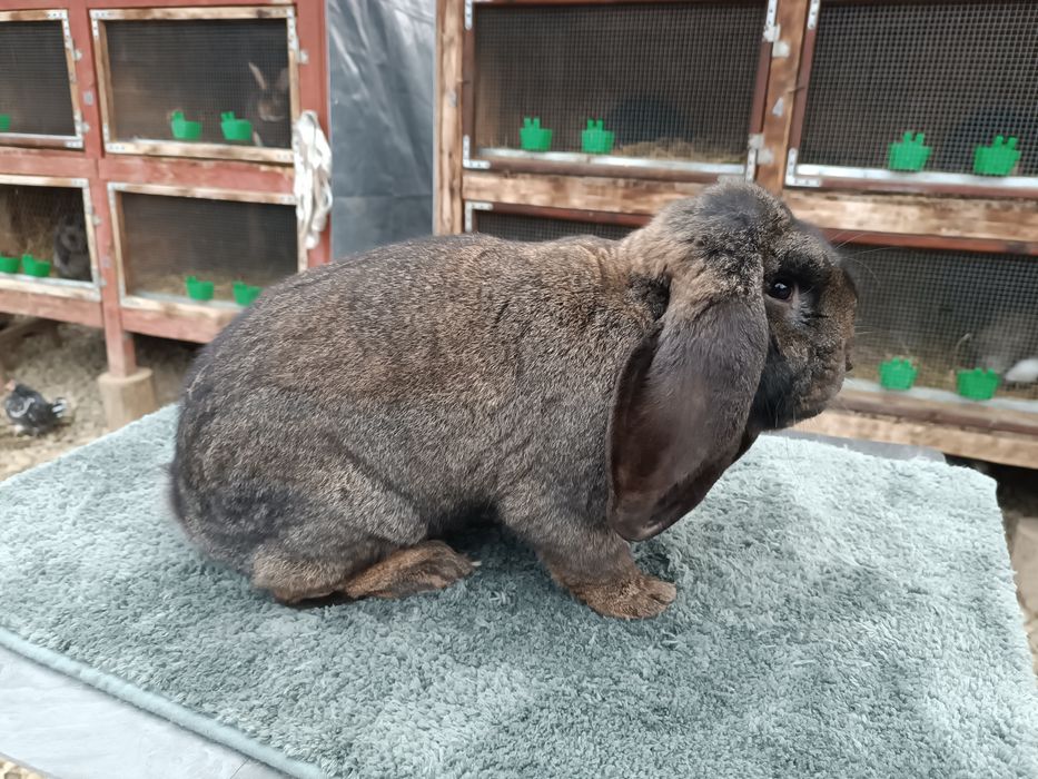 Mascul berbec german