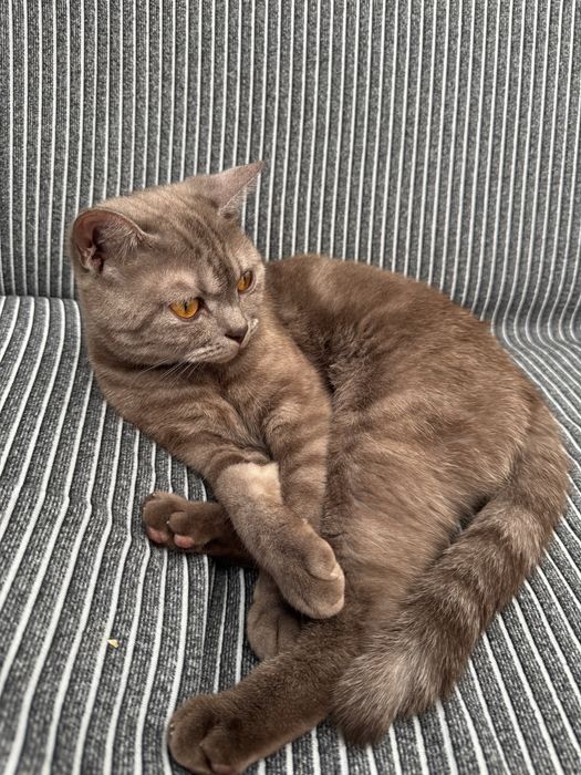 В добрые руки шотландку