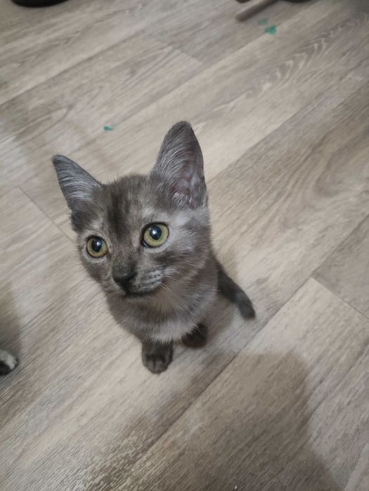 Отдадим в добрые руки котят