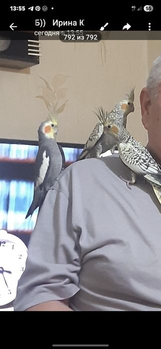 Улетела самочка попугай Карелла