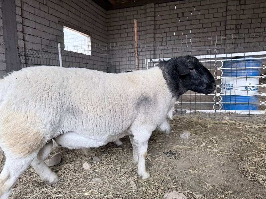 Дорпер зотли куй