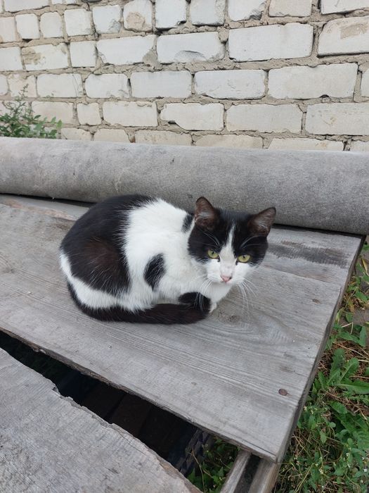 Отдам даром котят