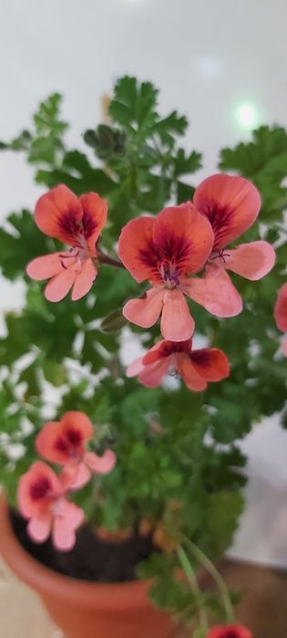 Продам зональную герань