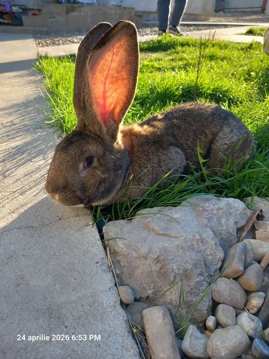 Mascul uriaș german 1 an