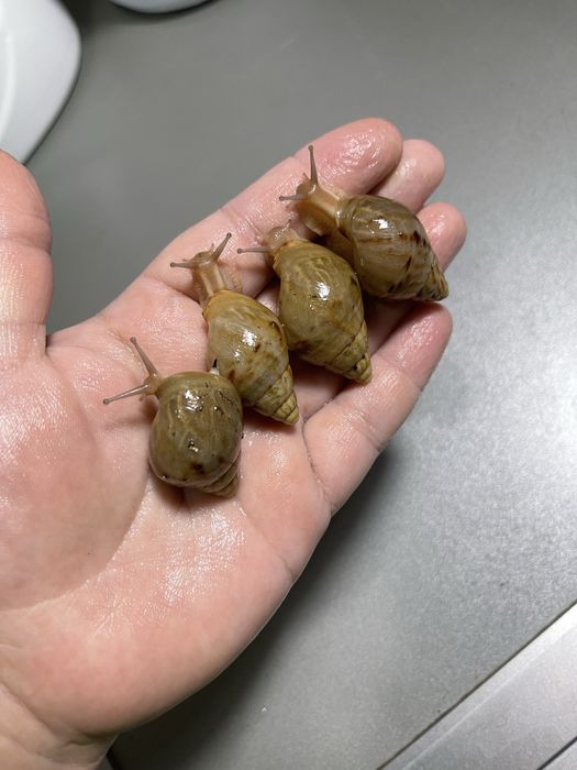 Ideal bogan Ulitkala sotuvda borr