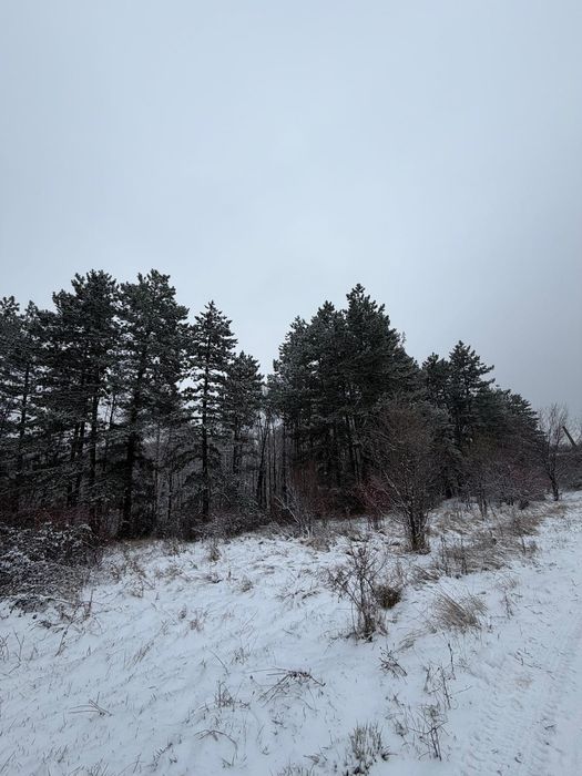 Teren intravilan 5200 mp - zonă superba, brazi și pădure