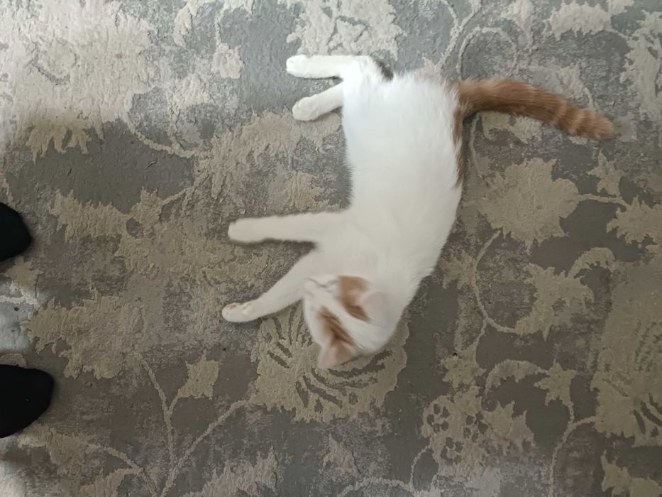 Котенок мальчик в добрые руки.