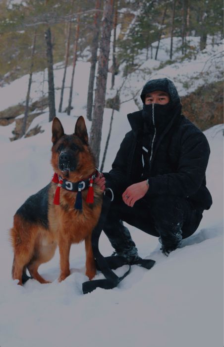 Вязка немецская овчарка