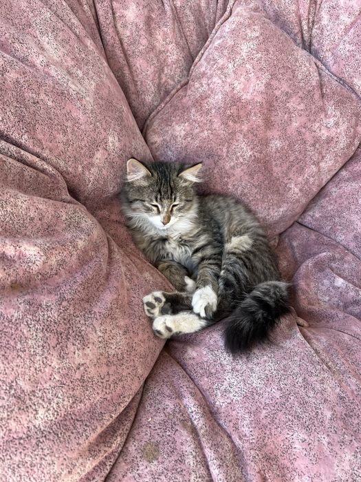 Mushum 5 oylik ismi mark