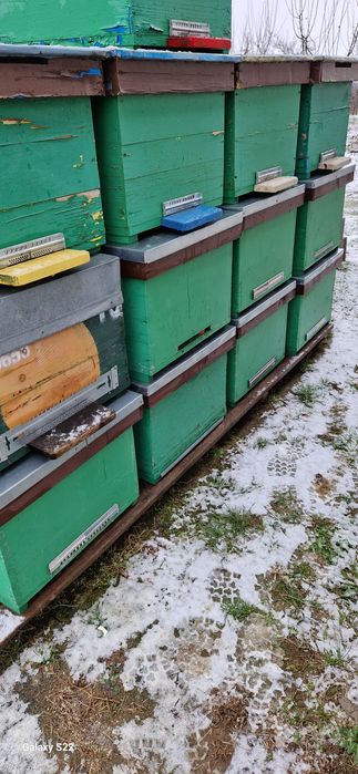 Lăzi de albine goale