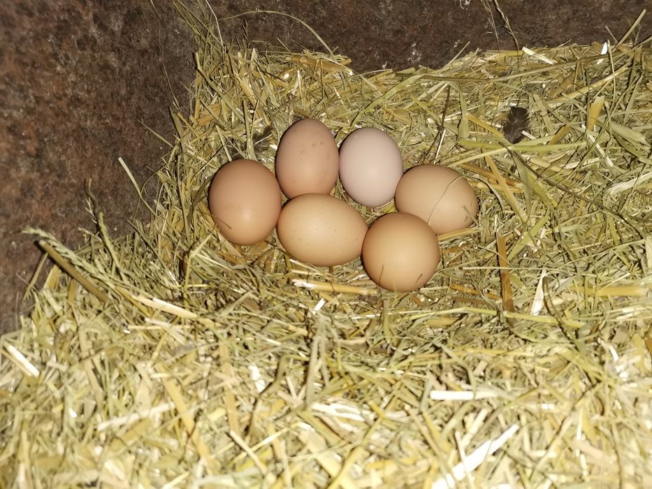 Кокошки носачки Ломан Браун за яйца, петли,ярки,пилета