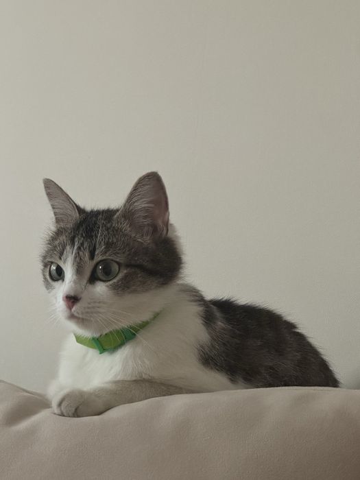 кошка в хорошие руки