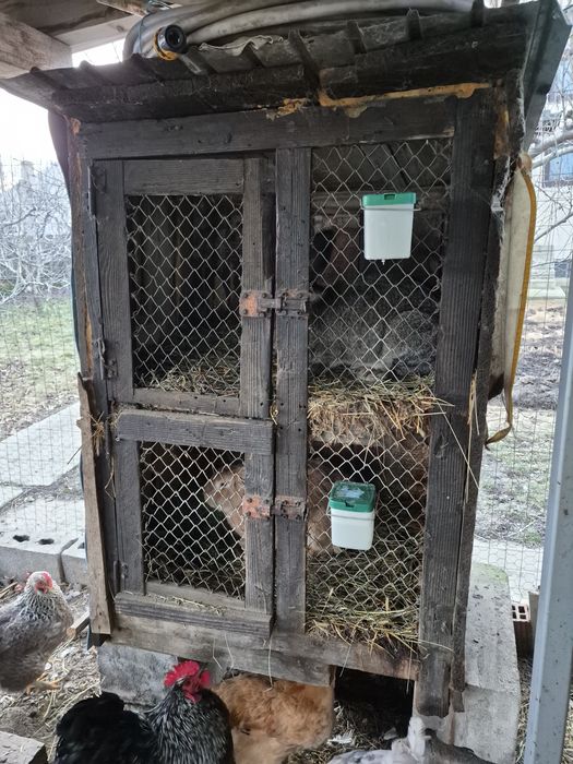 Cuști iepuri/pui gaina