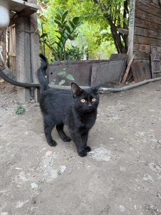 Котенок в хорошие руки