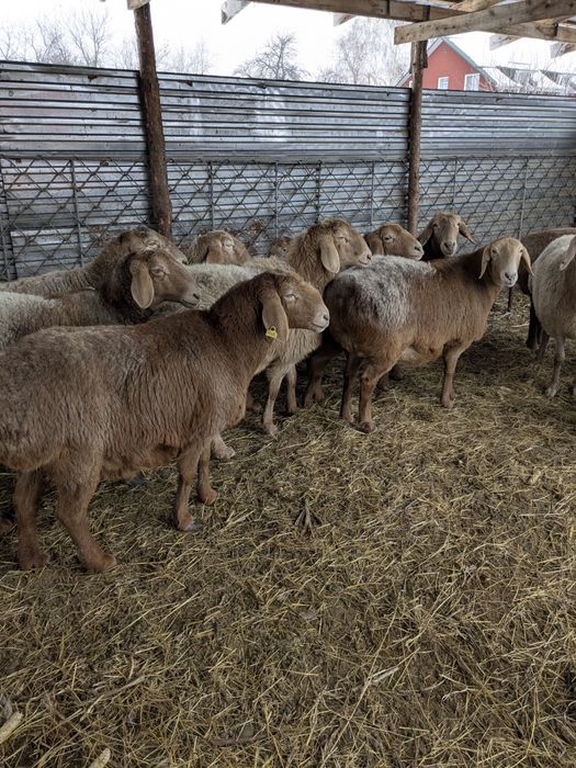 Арашан матки на продажу