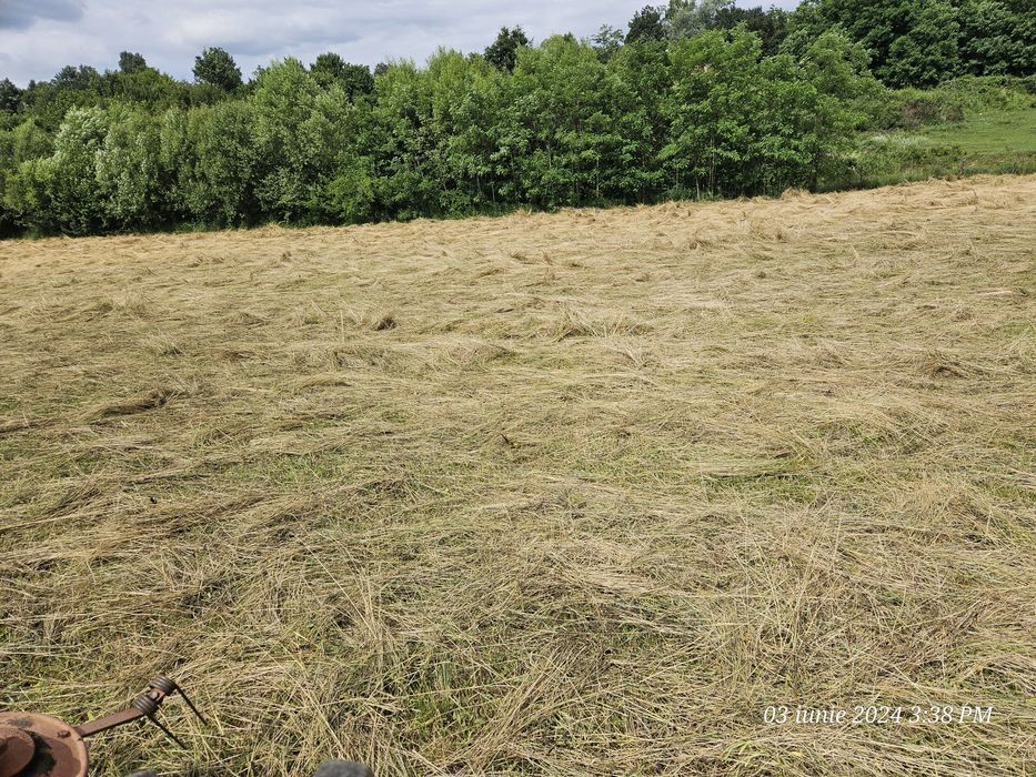 Grebla intors răvășit fan