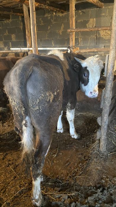 Бычки откормленные