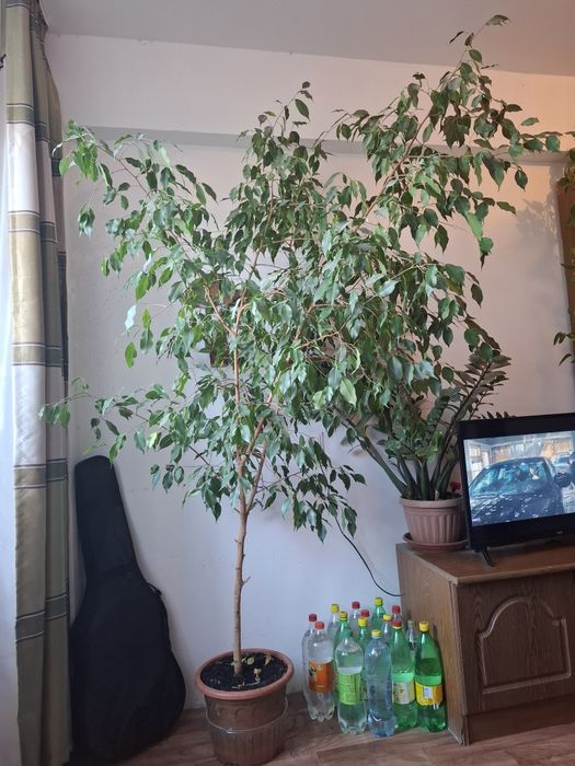 Продаётся фикус Бенджамина