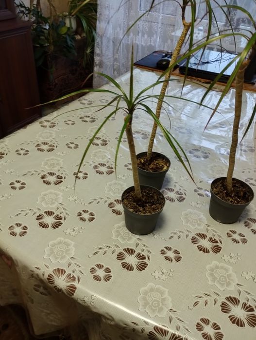 Продам цветы Драцена