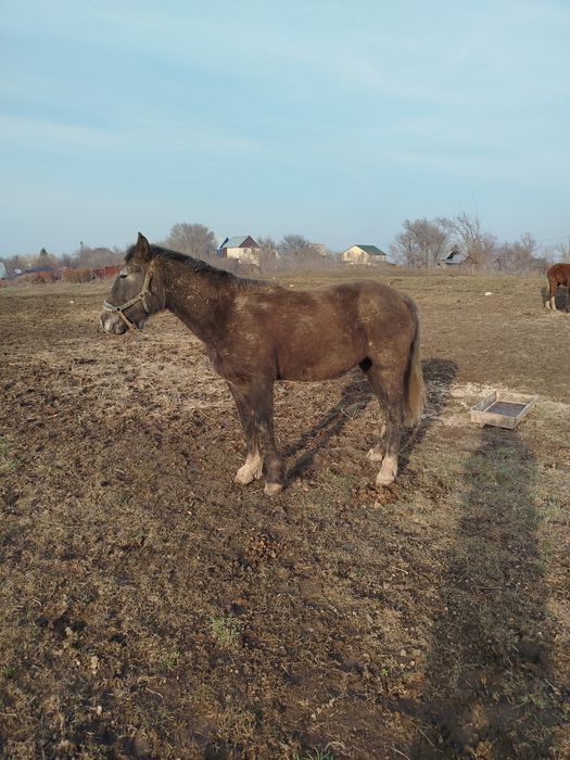 Продам кобылку полутяж